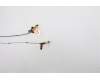 Lenovo 5A30Z88163 ANTENNA FRU ACCY KITS ANT WWAN_MIMO